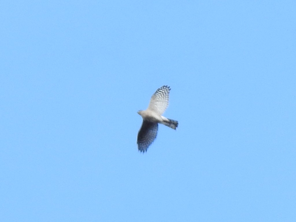 Sharp-shinned Hawk - ML642247580