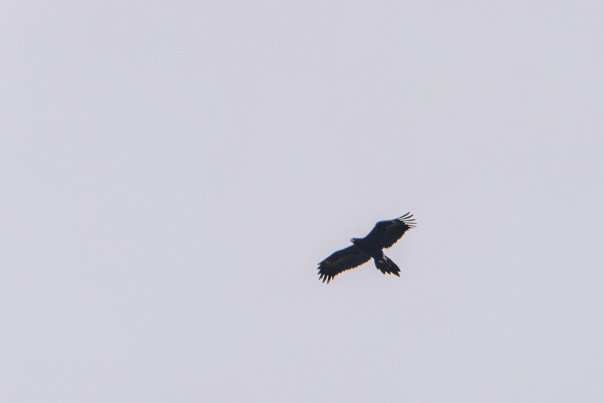 Aigle d'Australie - ML642247587