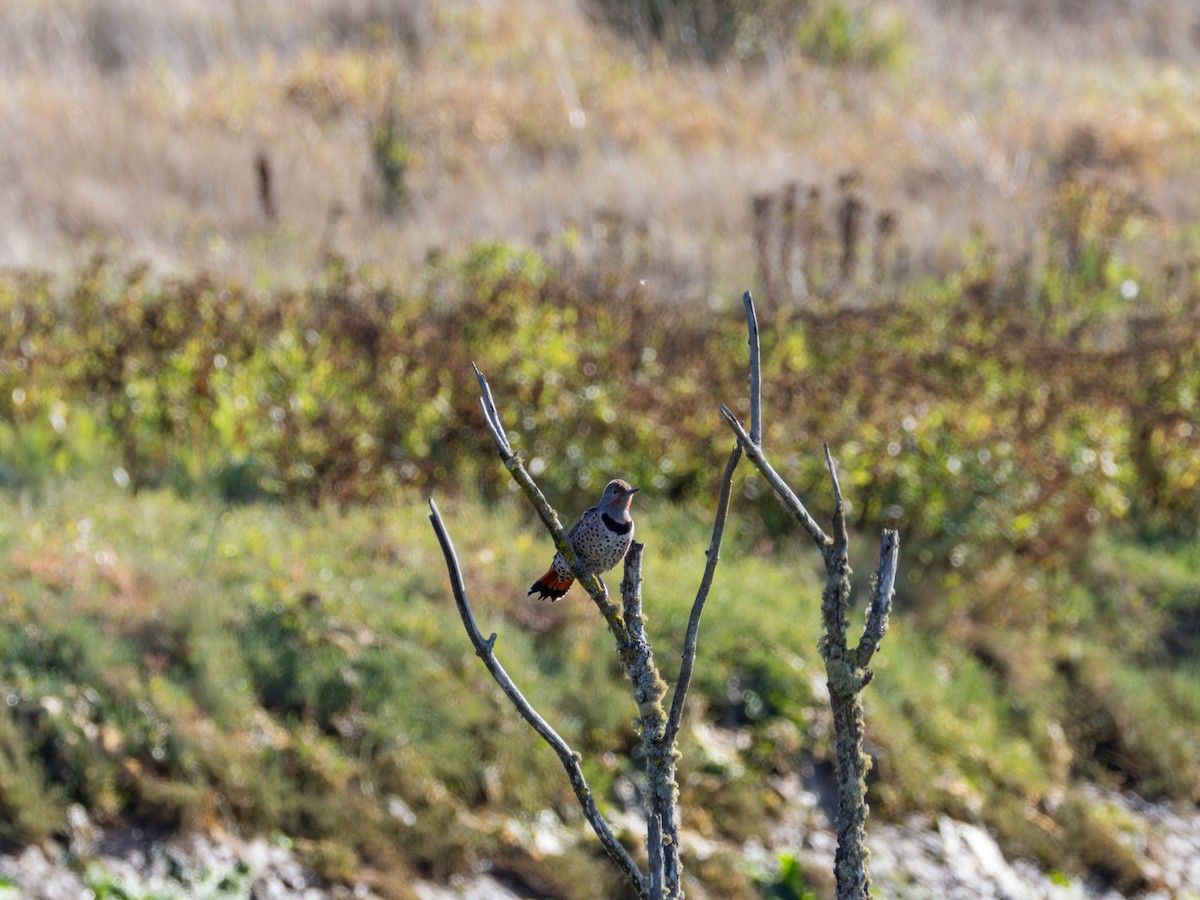 Northern Flicker - ML642247589