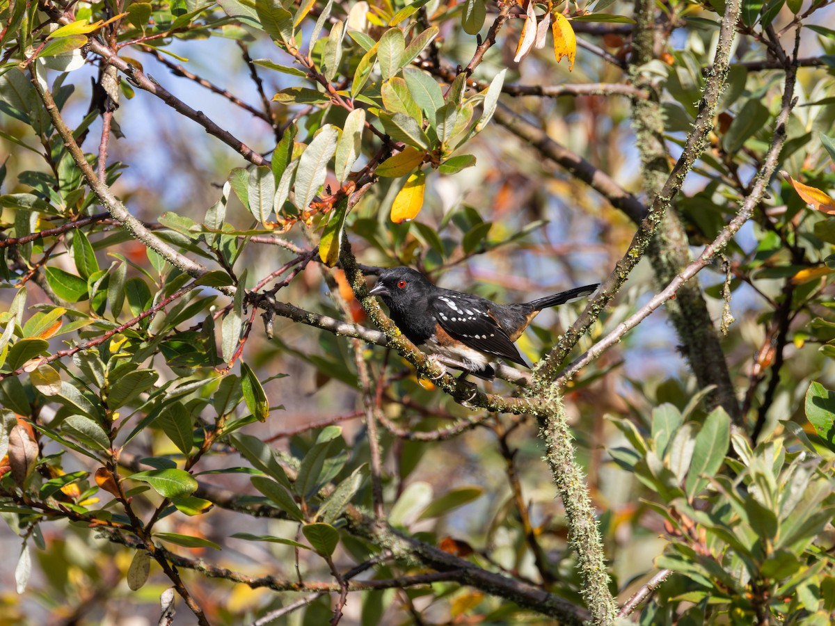 Spotted Towhee - ML642247611