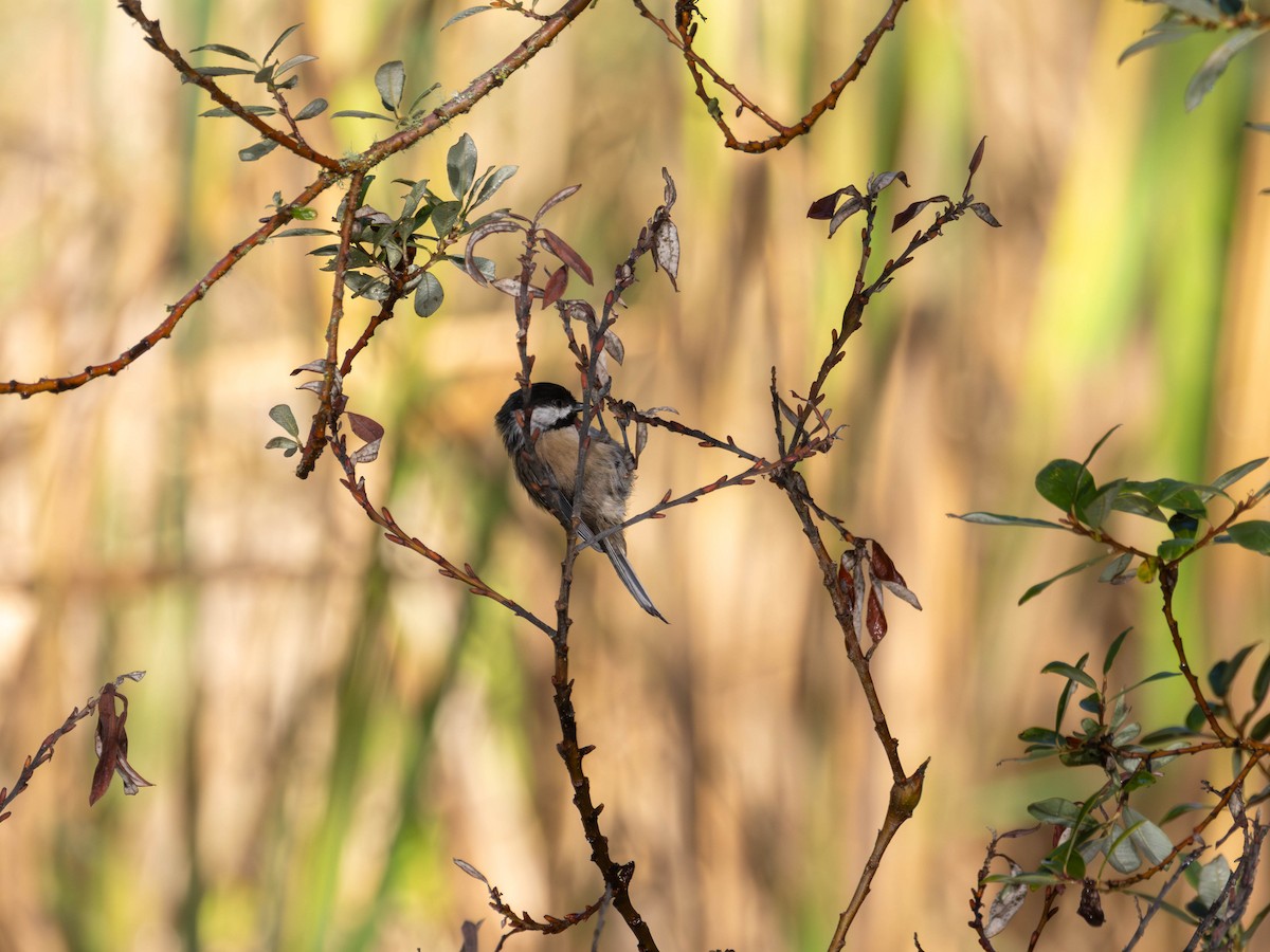 Chestnut-backed Chickadee - ML642247614