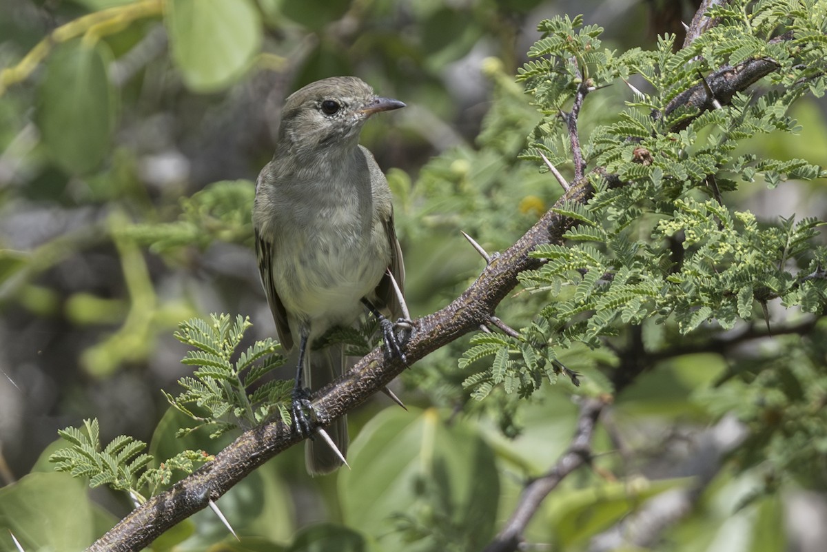 Caribbean Elaenia - ML642247643