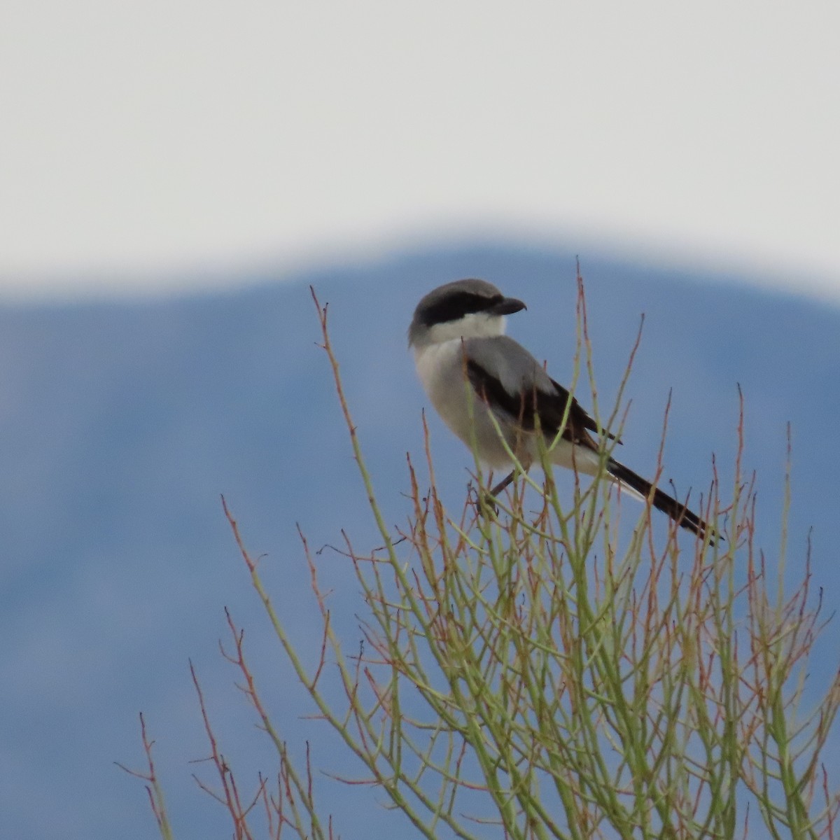 Loggerhead Shrike - ML642247644