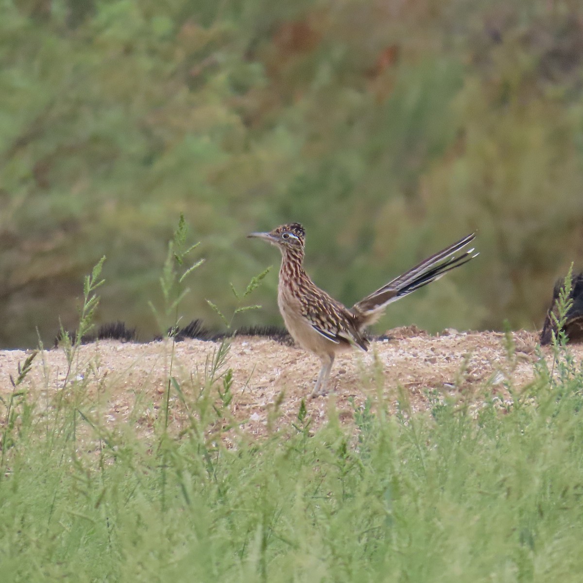 Greater Roadrunner - ML642247673