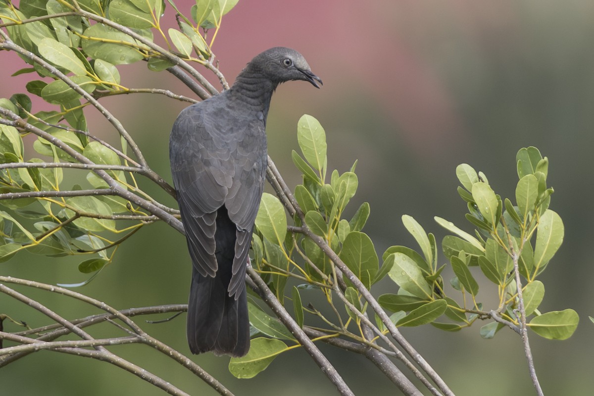 White-crowned Pigeon - ML642247690