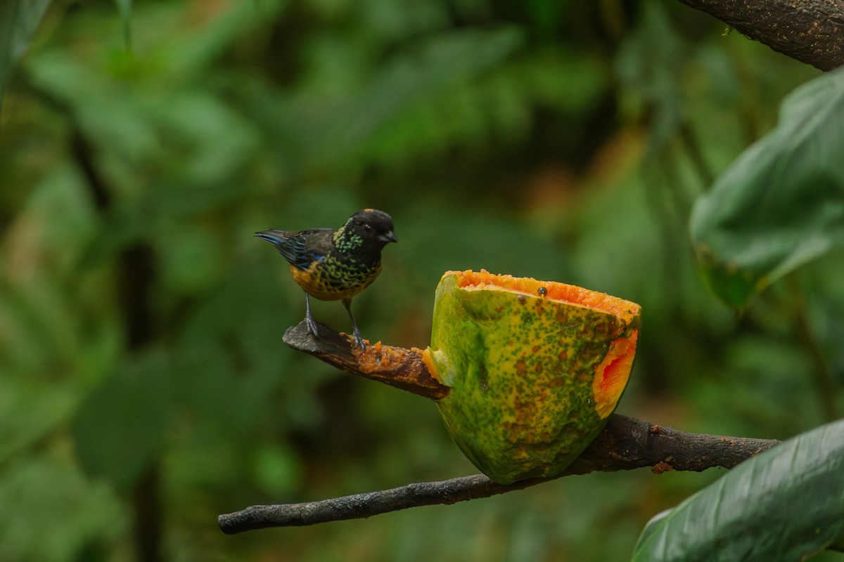Spangle-cheeked Tanager - ML642247692
