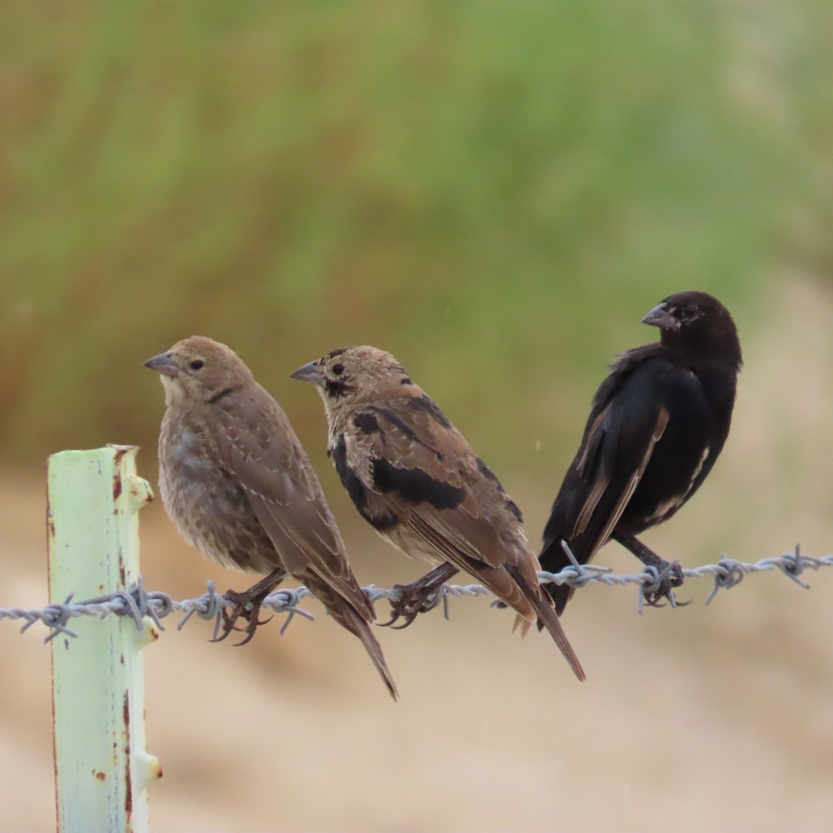 Brown-headed Cowbird - ML642247693