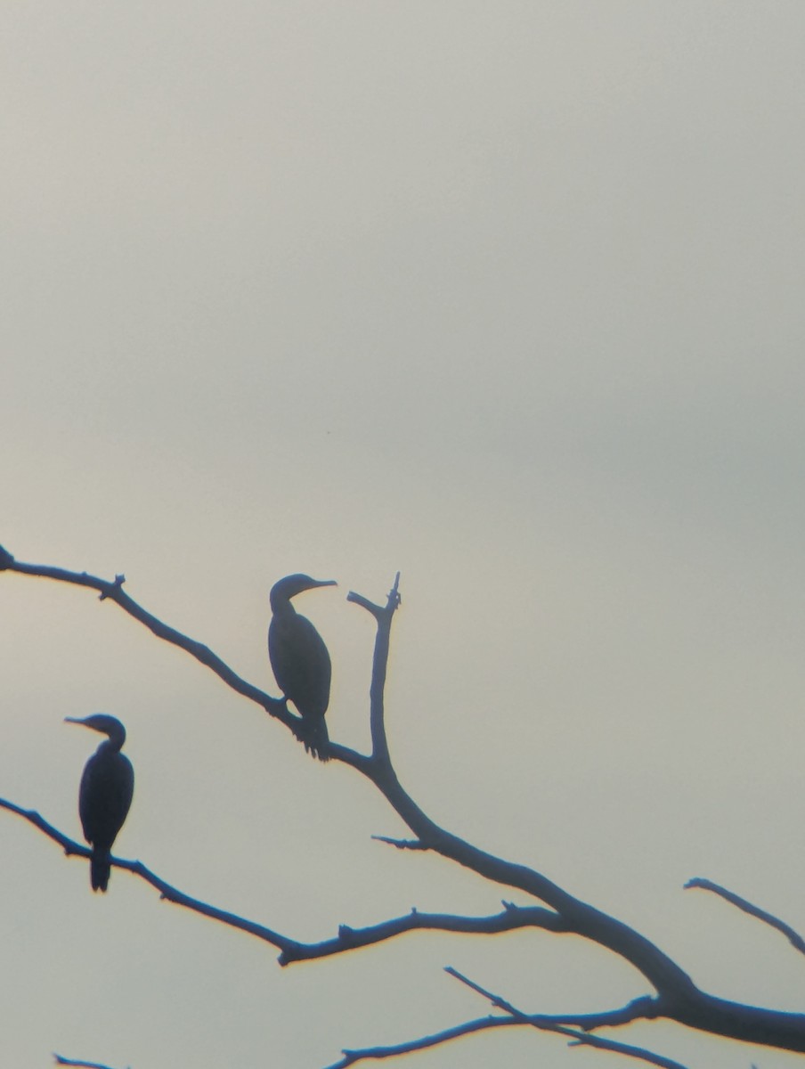 Cormoran à aigrettes - ML642247727