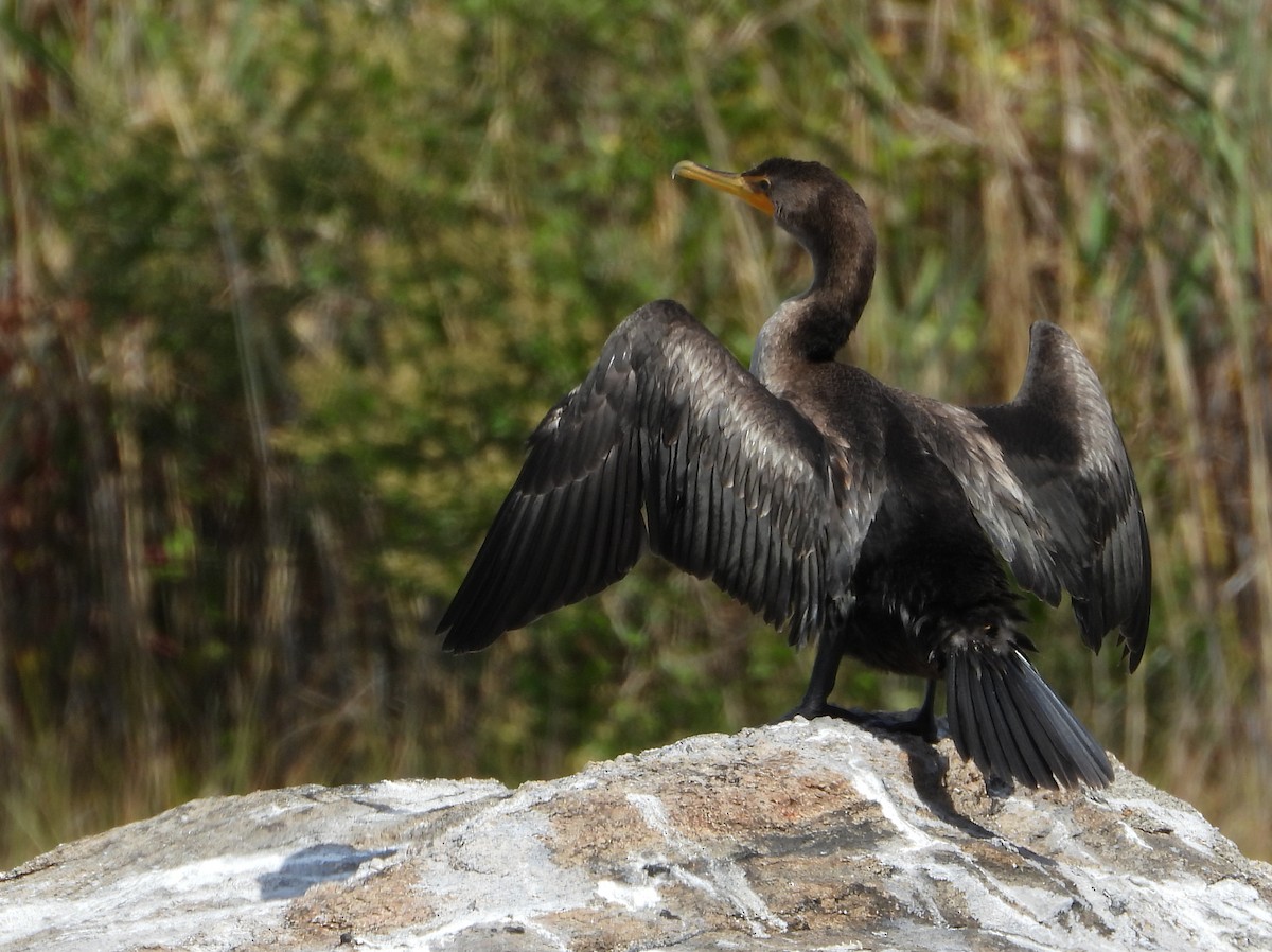 Cormoran à aigrettes - ML642247733