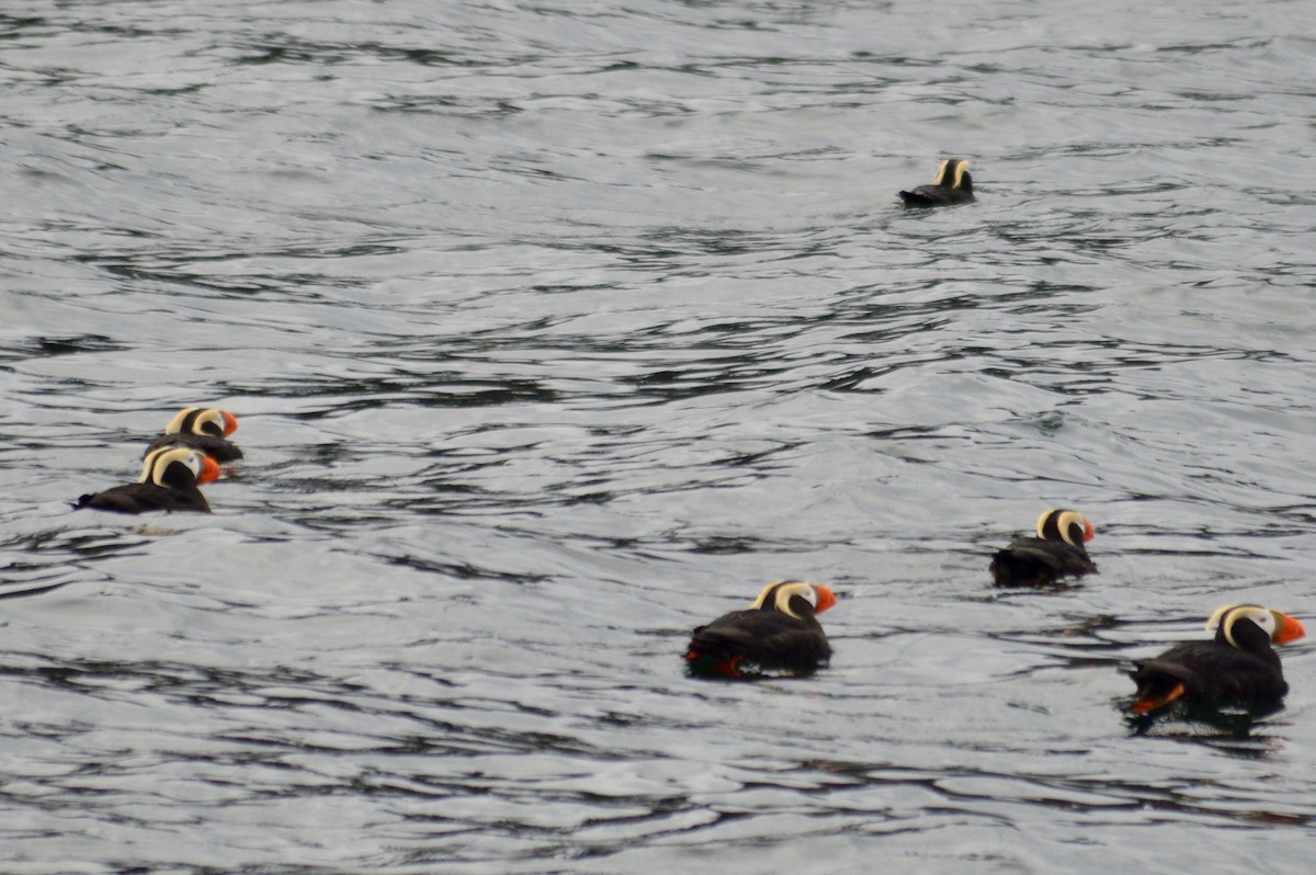 Tufted Puffin - ML642247739