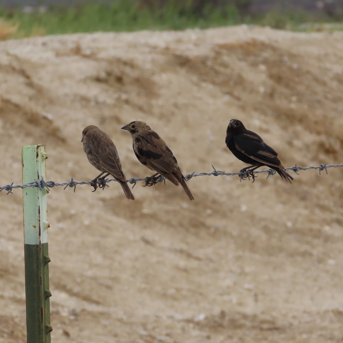 Brown-headed Cowbird - ML642247748