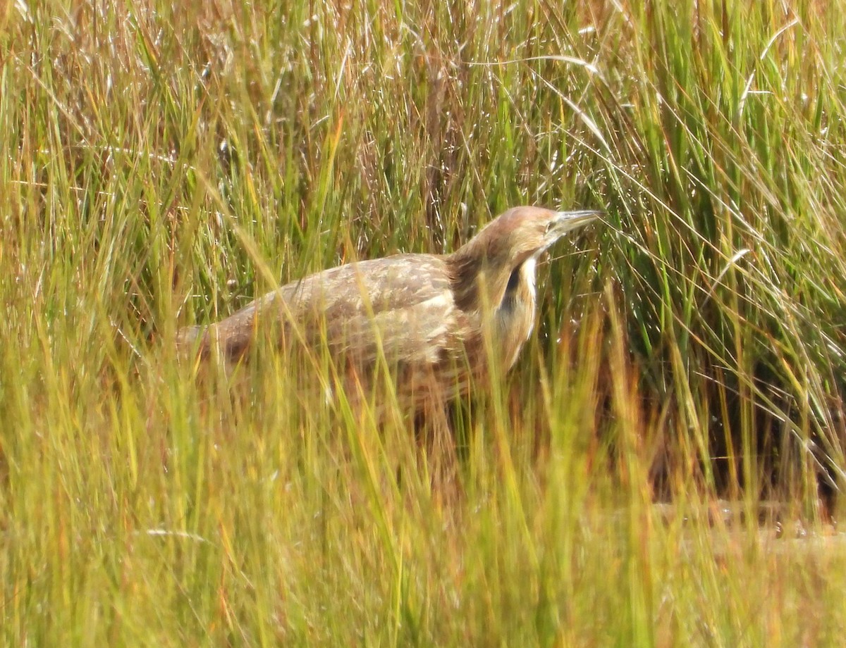 American Bittern - ML642247753