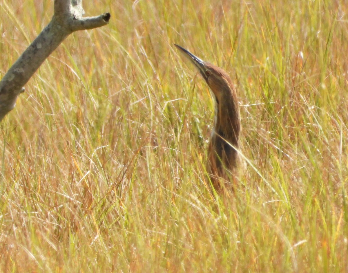 American Bittern - ML642247755