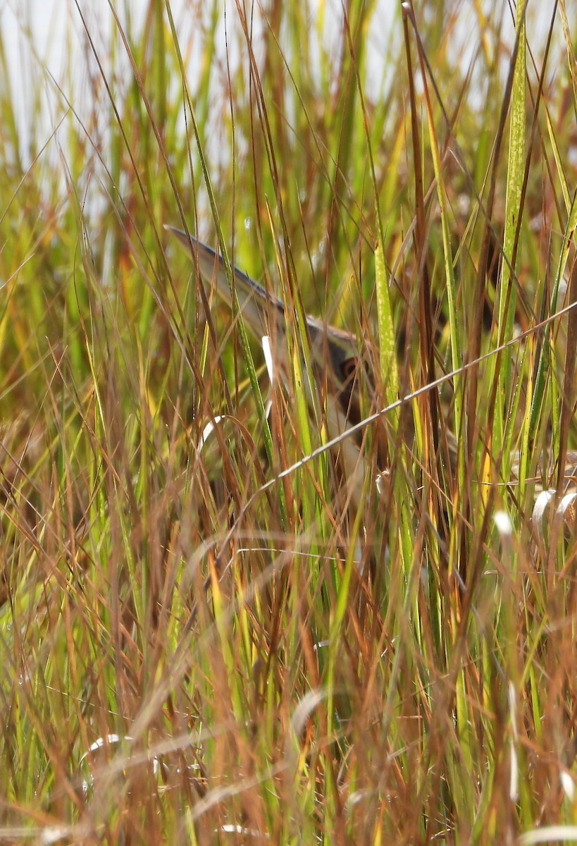 American Bittern - ML642247757