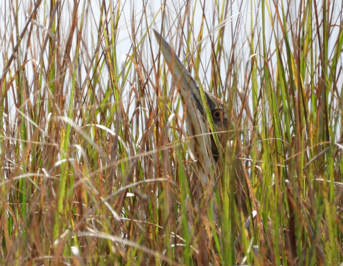American Bittern - ML642247759