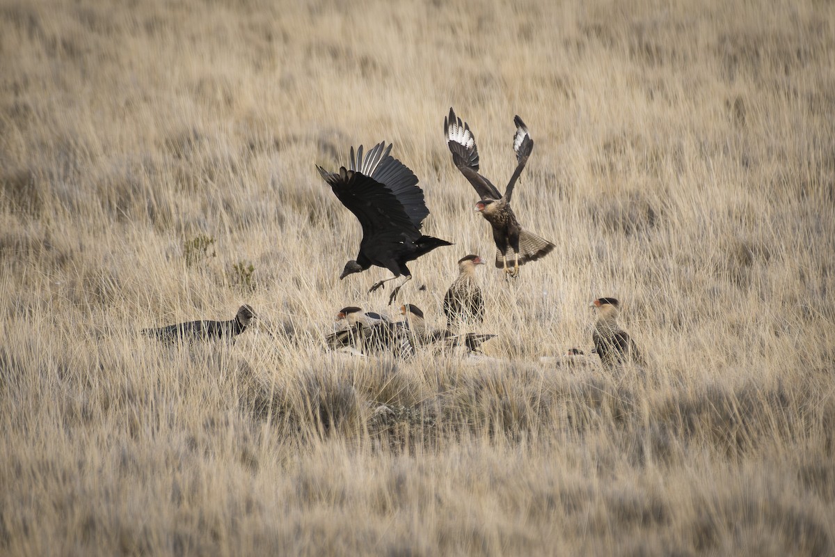 Black Vulture - ML642247775