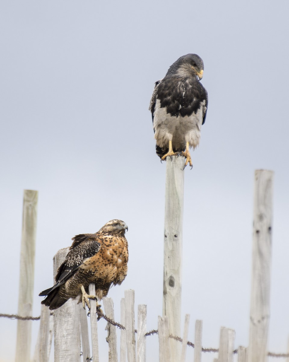 Black-chested Buzzard-Eagle - ML642247799