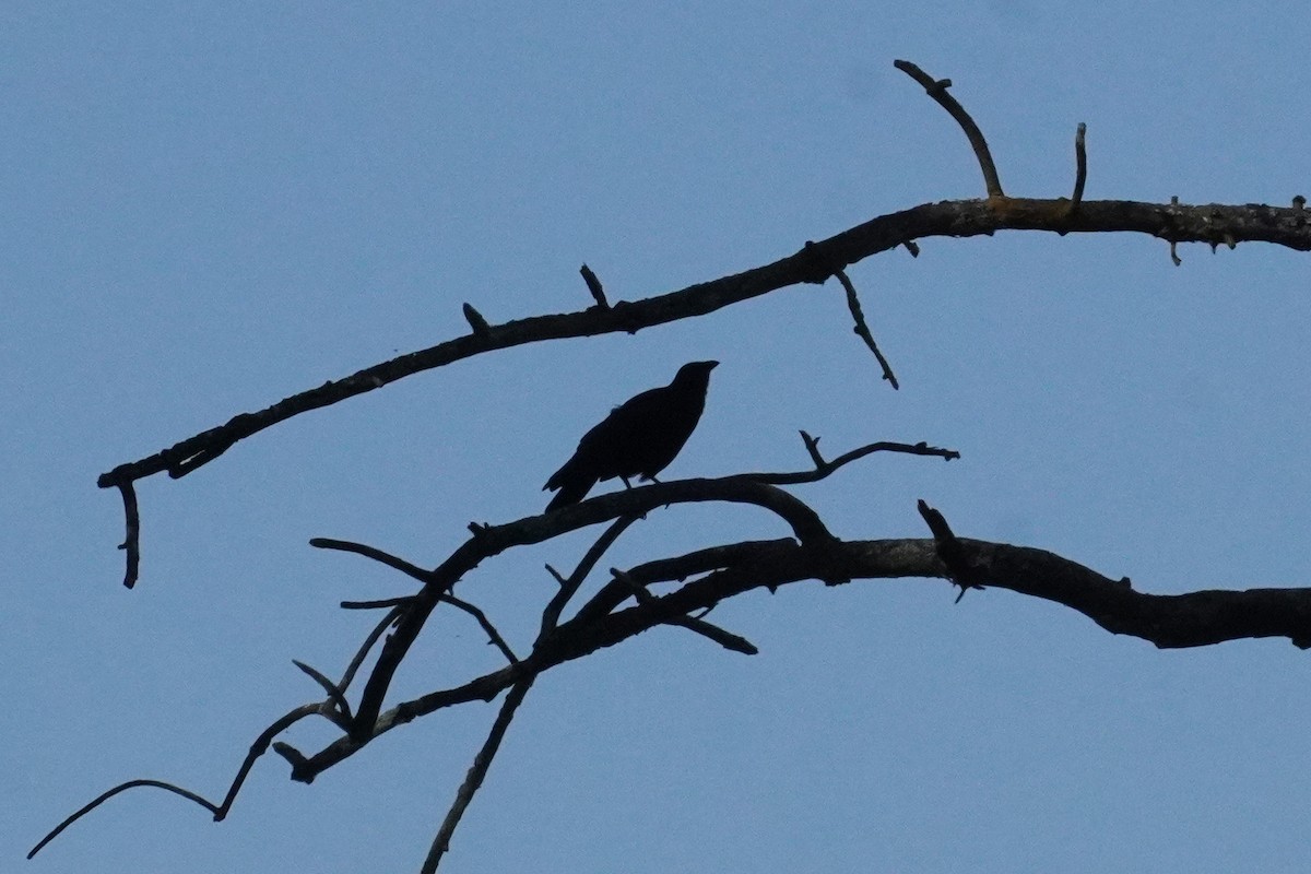 American Crow - ML642247806