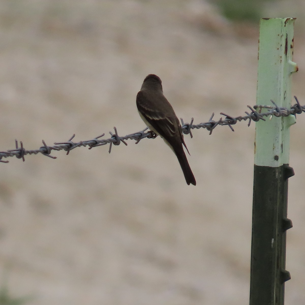 Western Wood-Pewee - ML642247822