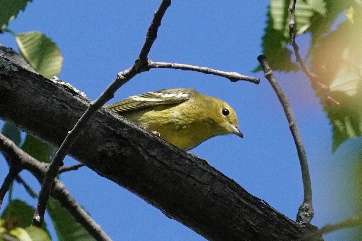 Blackpoll Warbler - ML642247834