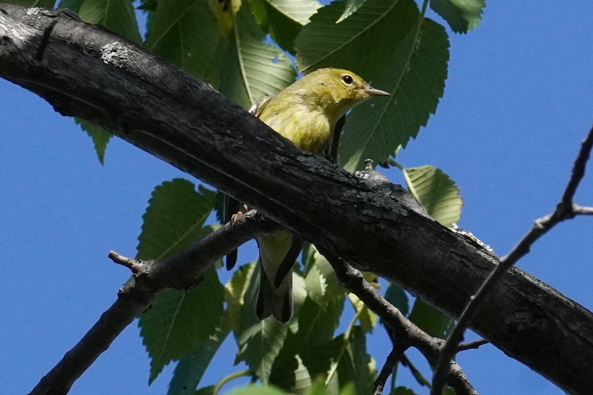 Blackpoll Warbler - ML642247835