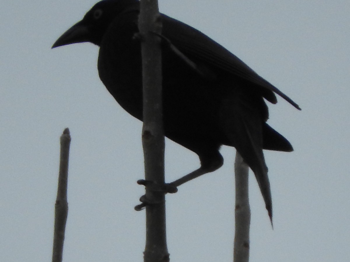 Giant Cowbird - ML642247836