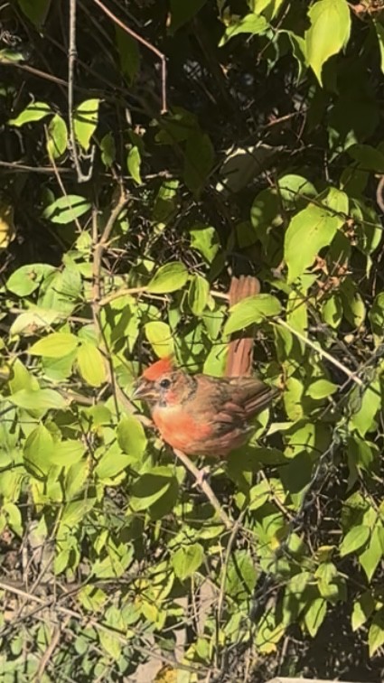 ショウジョウコウカンチョウ - ML642247861