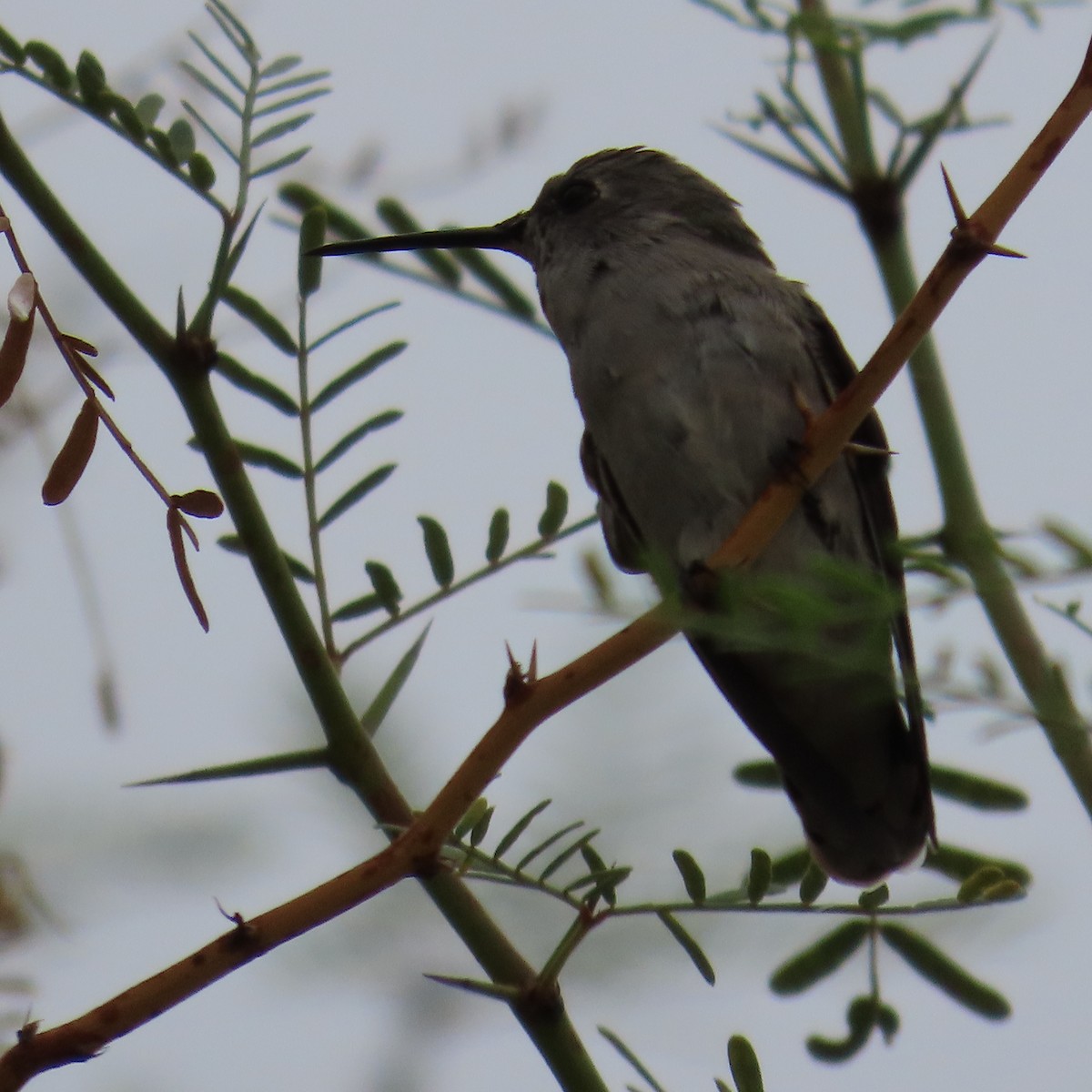 Costa's Hummingbird - ML642247866