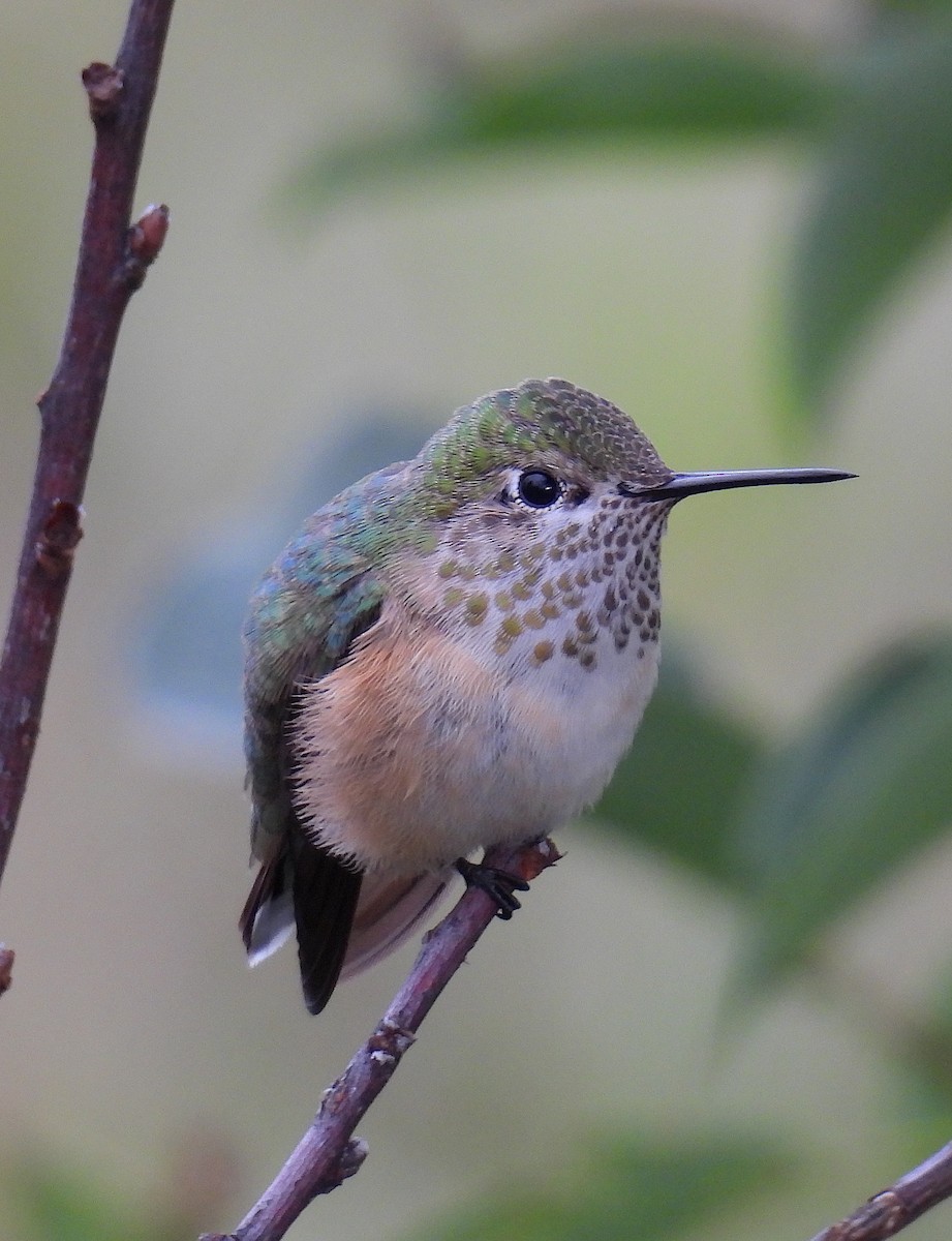 Calliope Hummingbird - ML642247871