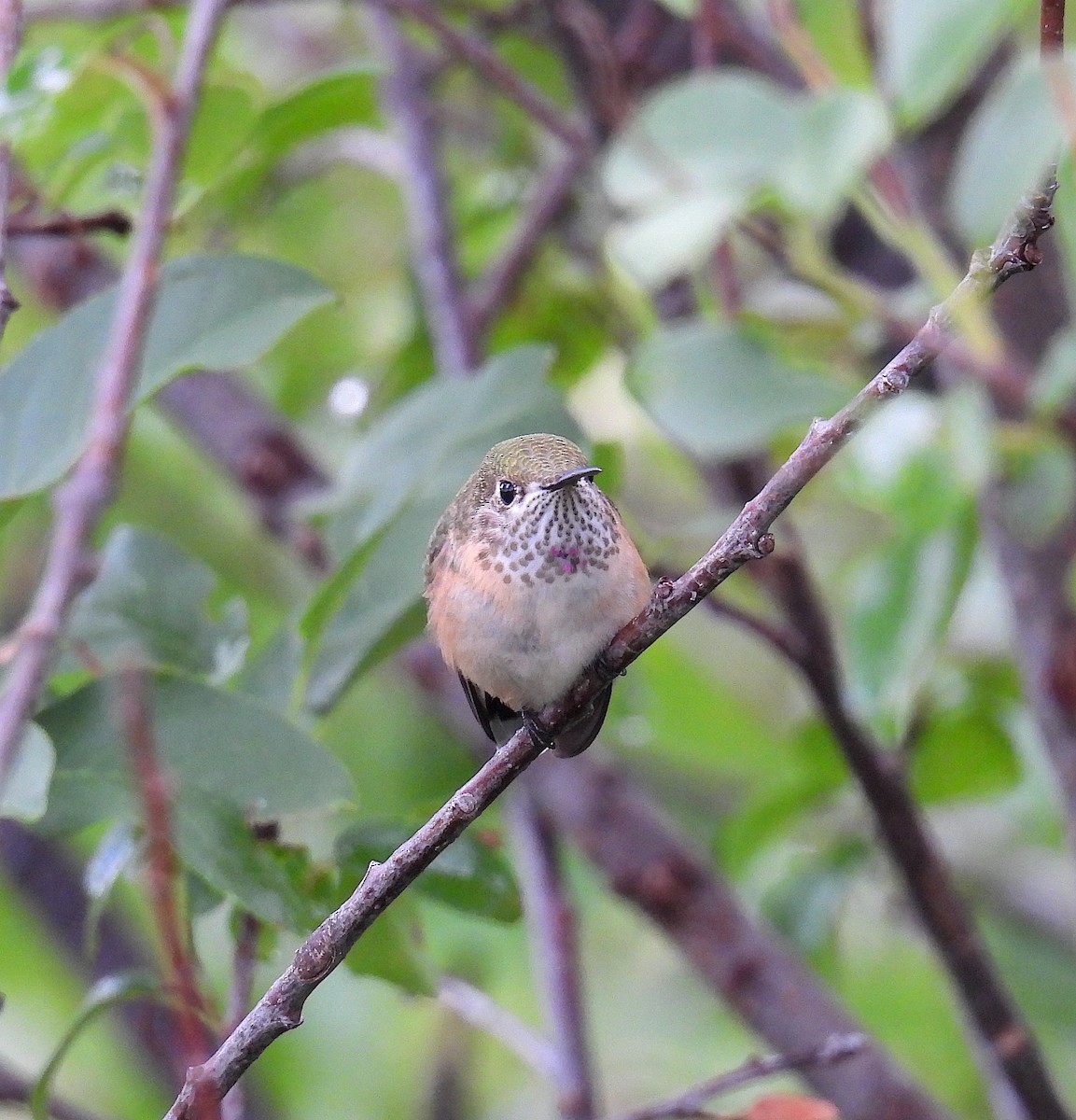 Calliope Hummingbird - ML642247872
