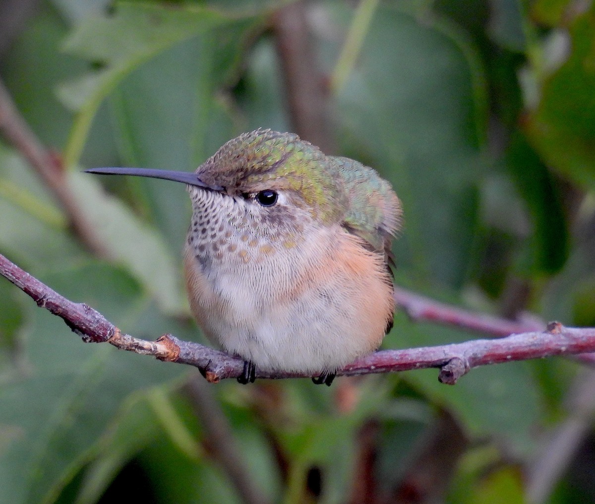 Calliope Hummingbird - ML642247873