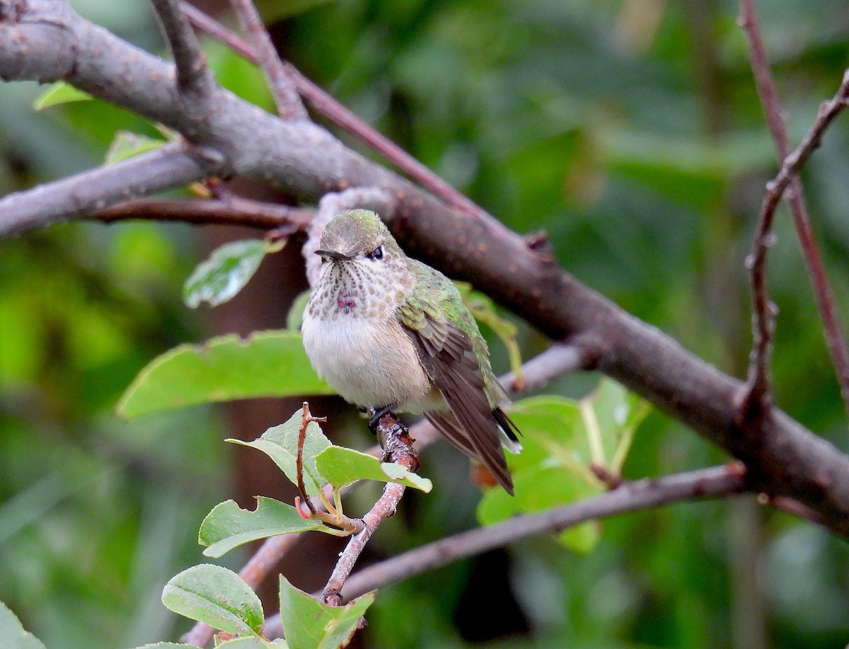 Calliope Hummingbird - ML642247874