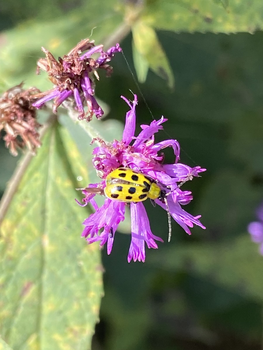 Animals - ML642247883