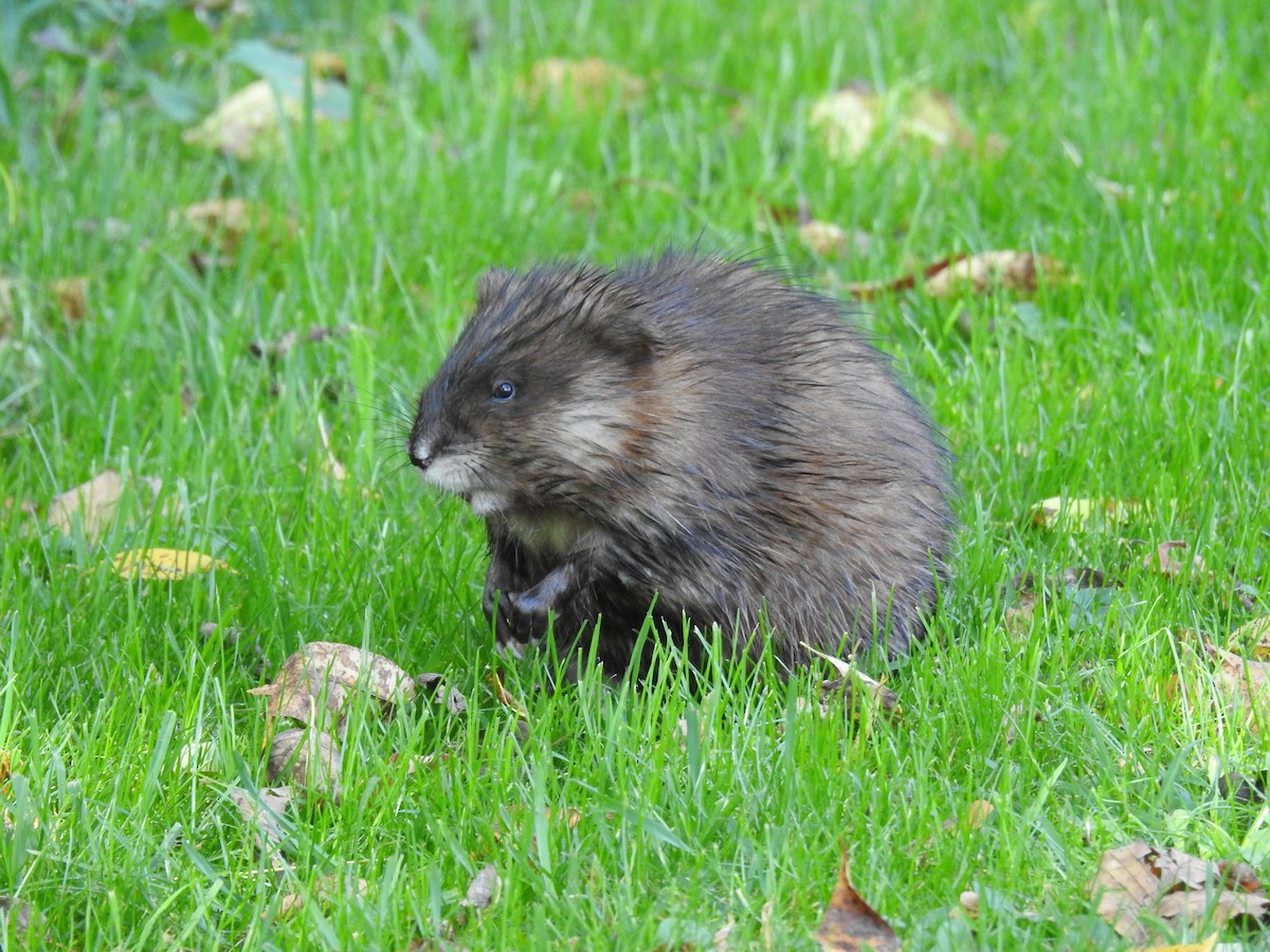 Animals - ML642247884