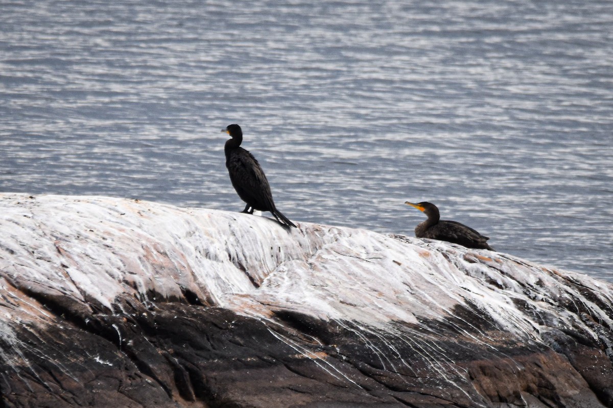 Cormoran à aigrettes - ML642247892
