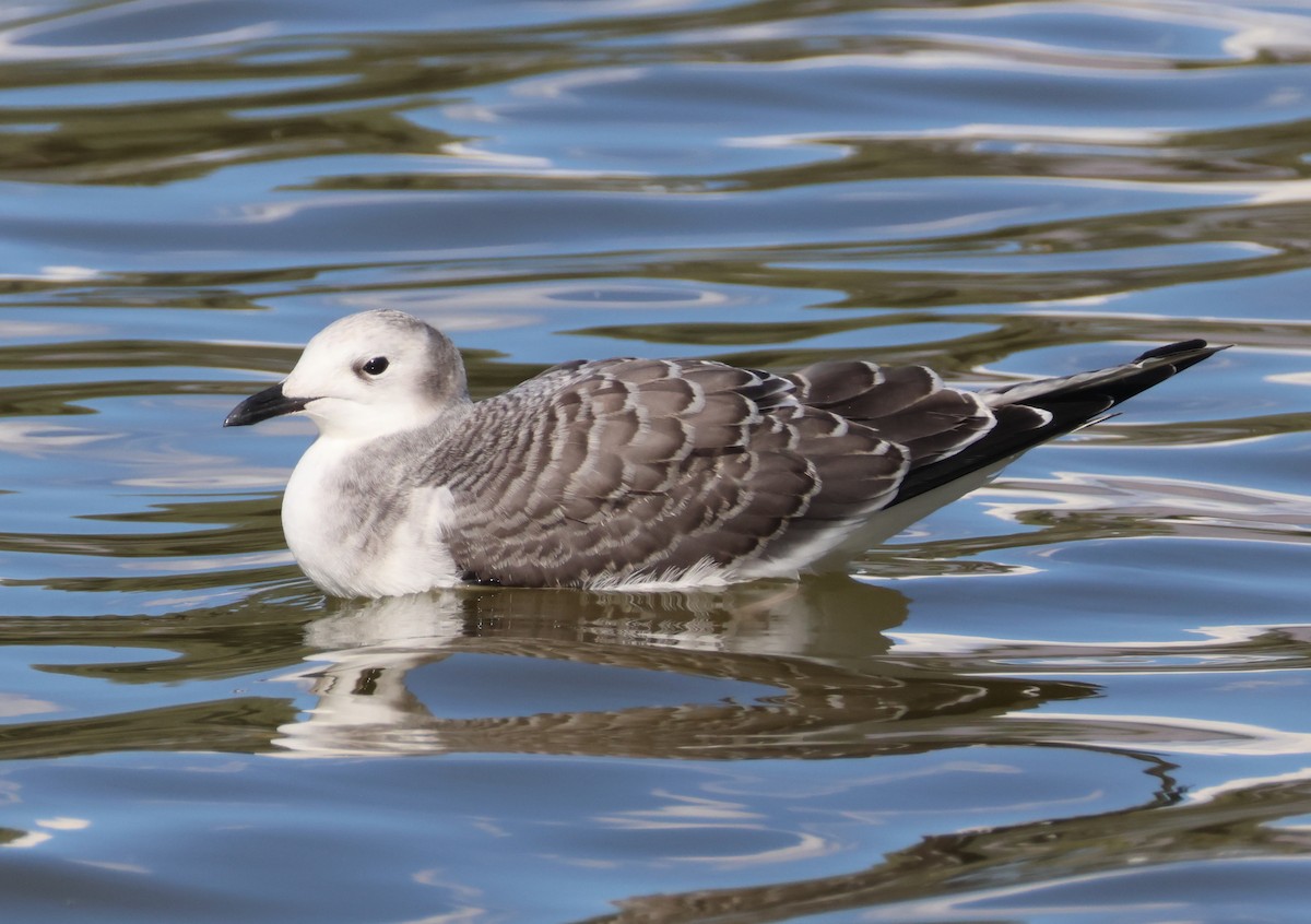 Sabine's Gull - ML642247898