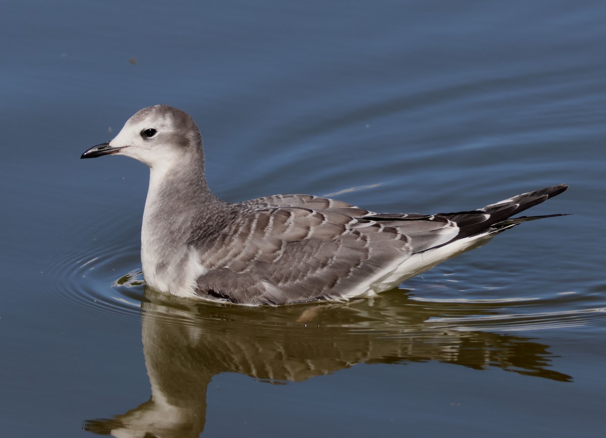 Sabine's Gull - ML642247900