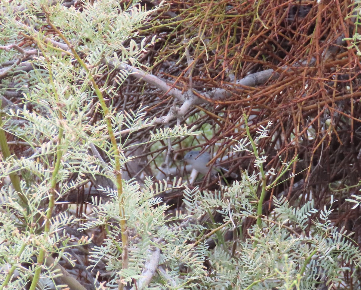 Blue-gray Gnatcatcher - ML642247901
