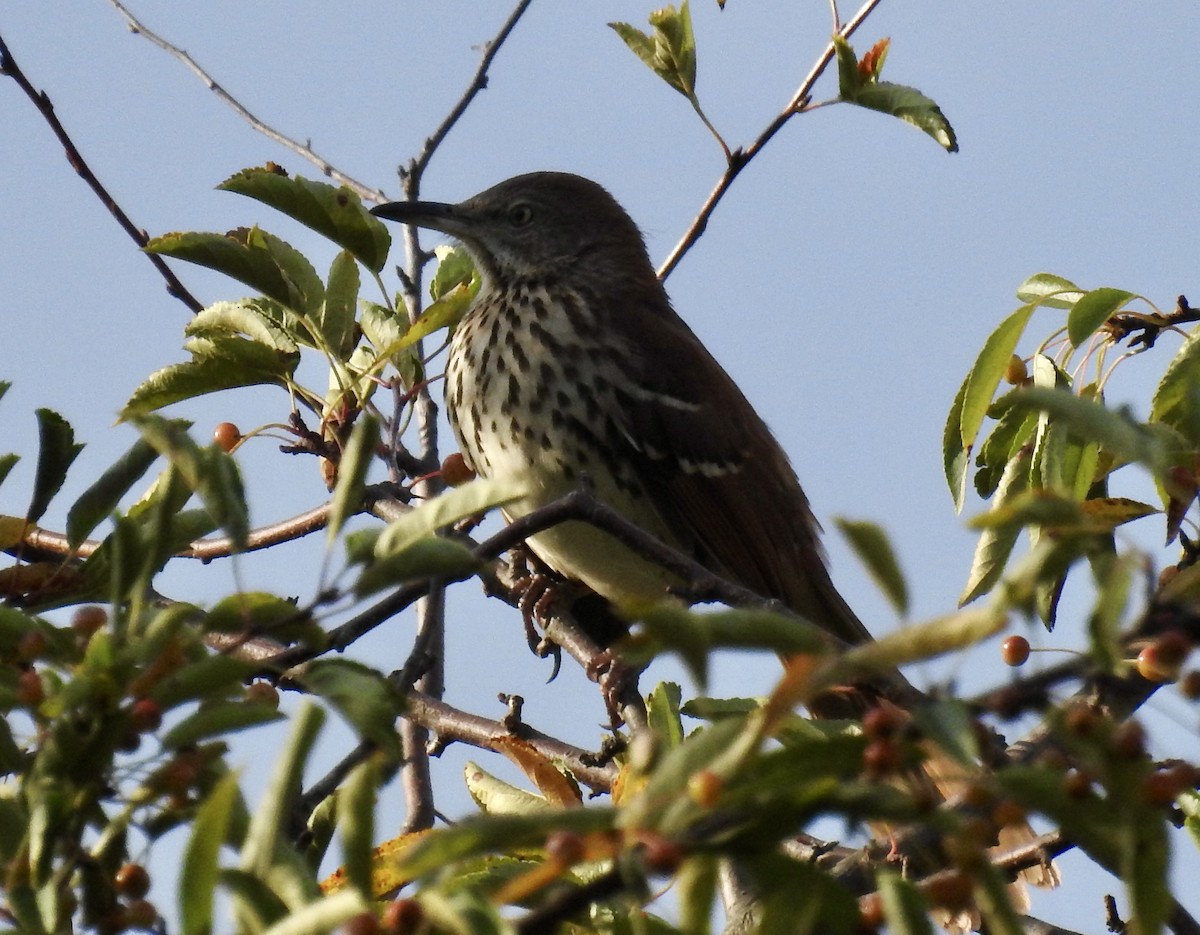 Brown Thrasher - ML642247916