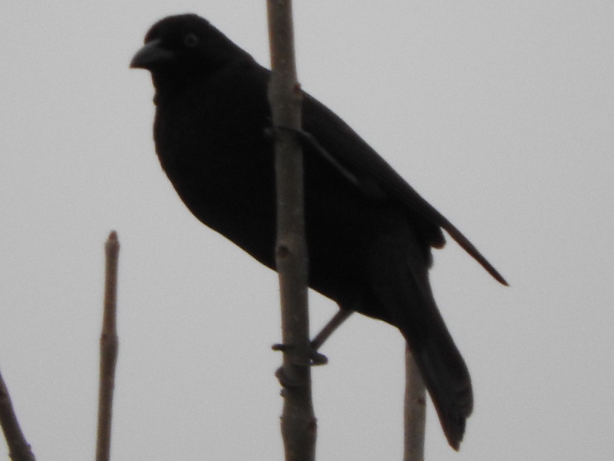 Giant Cowbird - ML642247917