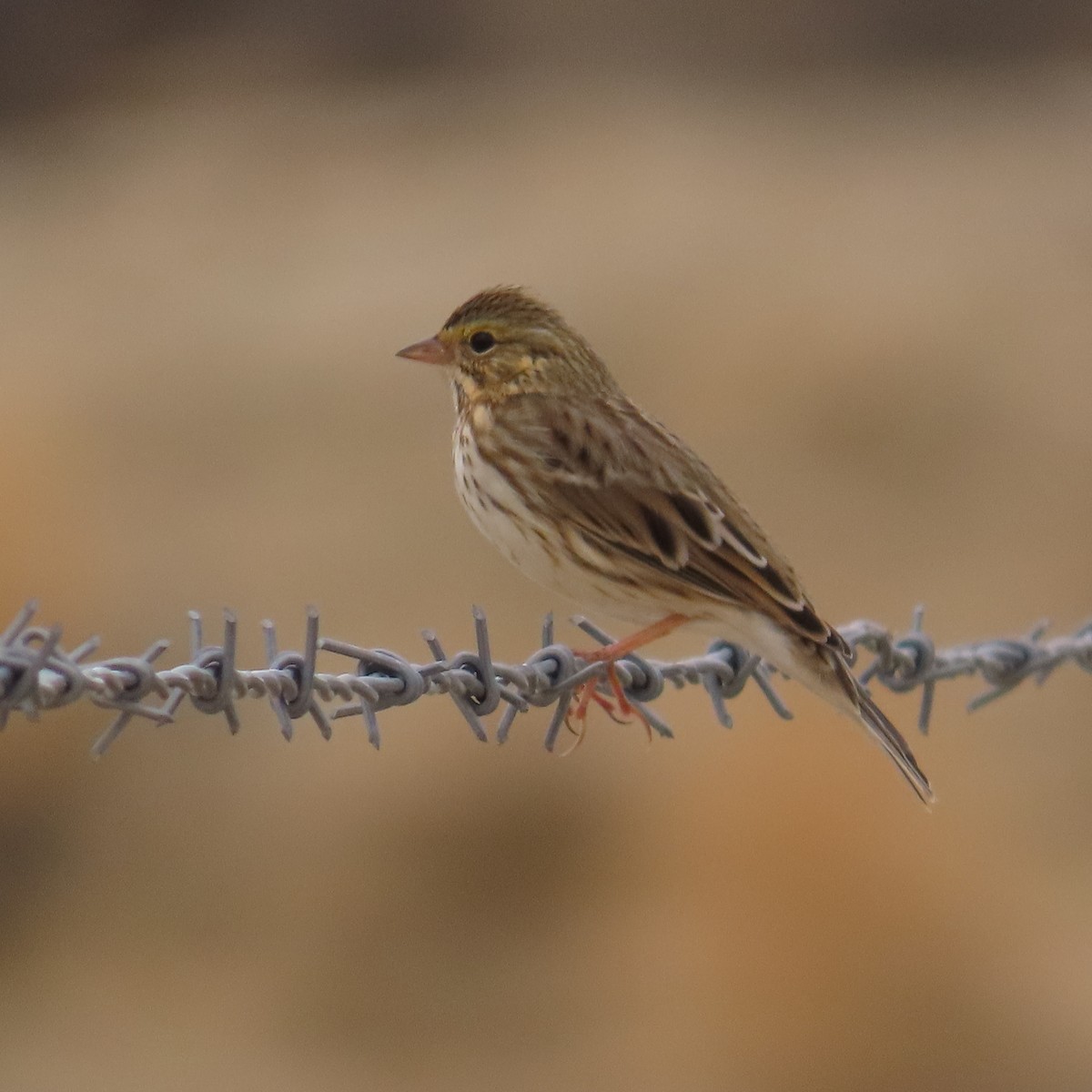 Savannah Sparrow - ML642247964