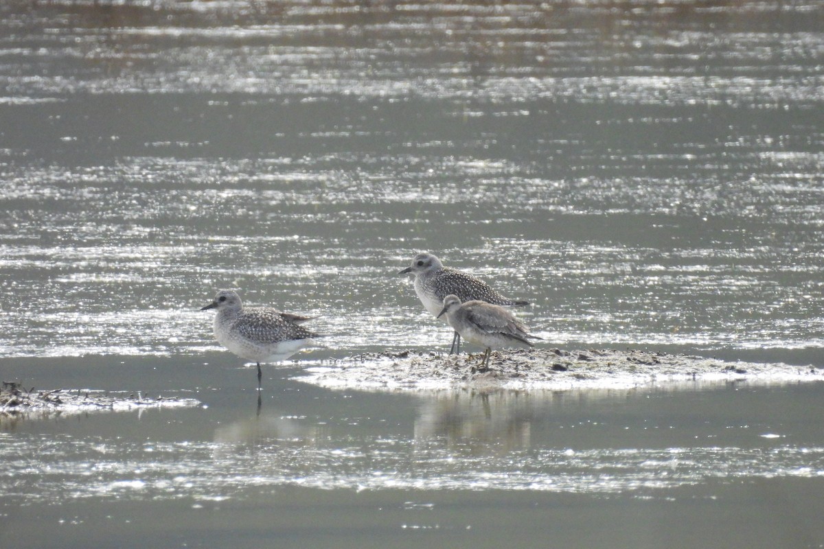 Red Knot - ML642247978