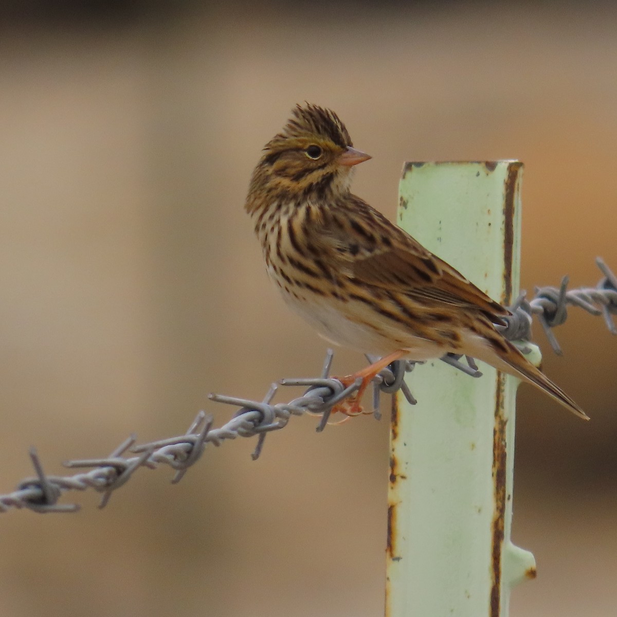 Savannah Sparrow - ML642247984