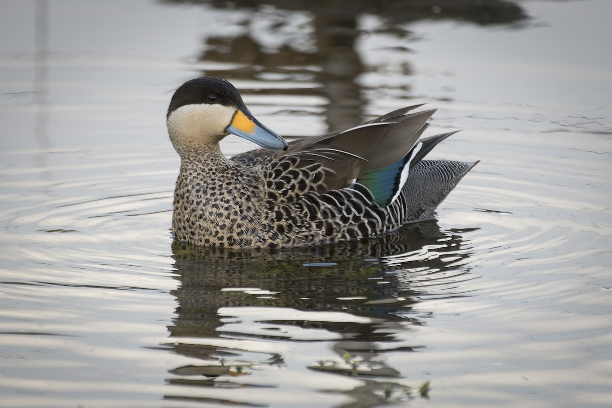Silver Teal - ML642247991
