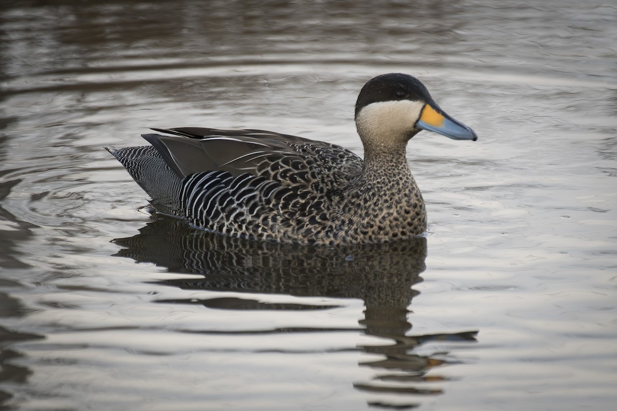 Silver Teal - ML642247992