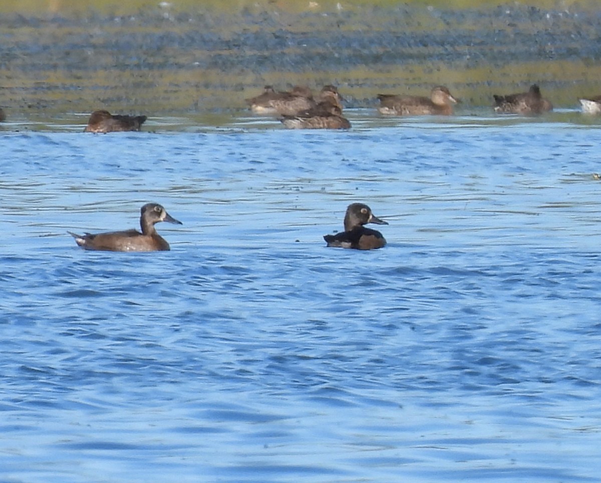Ring-necked Duck - ML642248011
