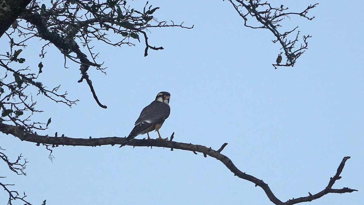 Aplomado Falcon - Silvia Vitale