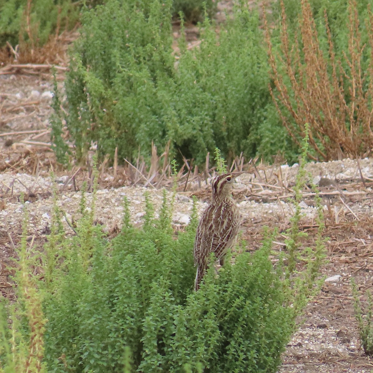 Western Meadowlark - ML642248048