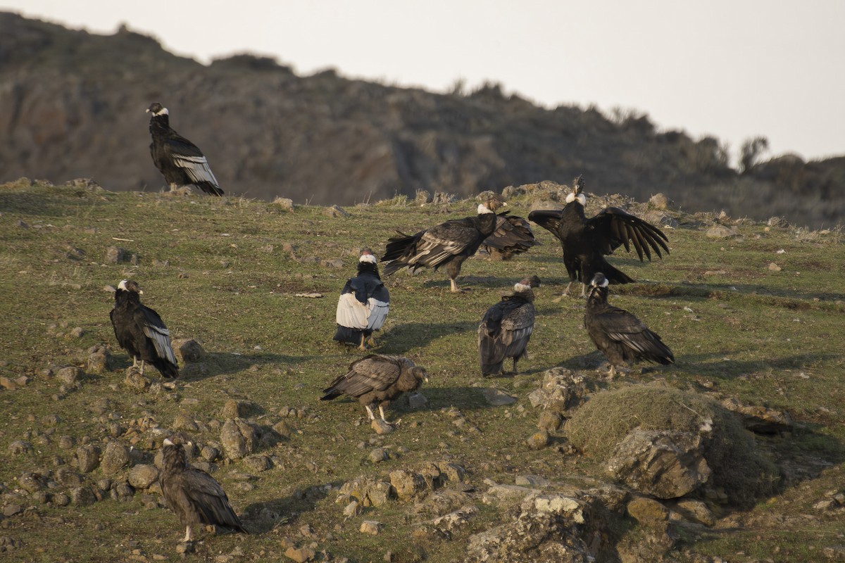 Andean Condor - ML642248054