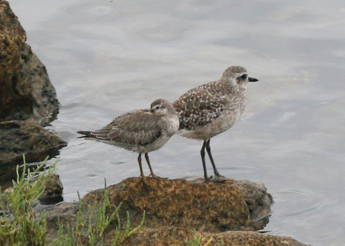 Red Knot - ML642248062